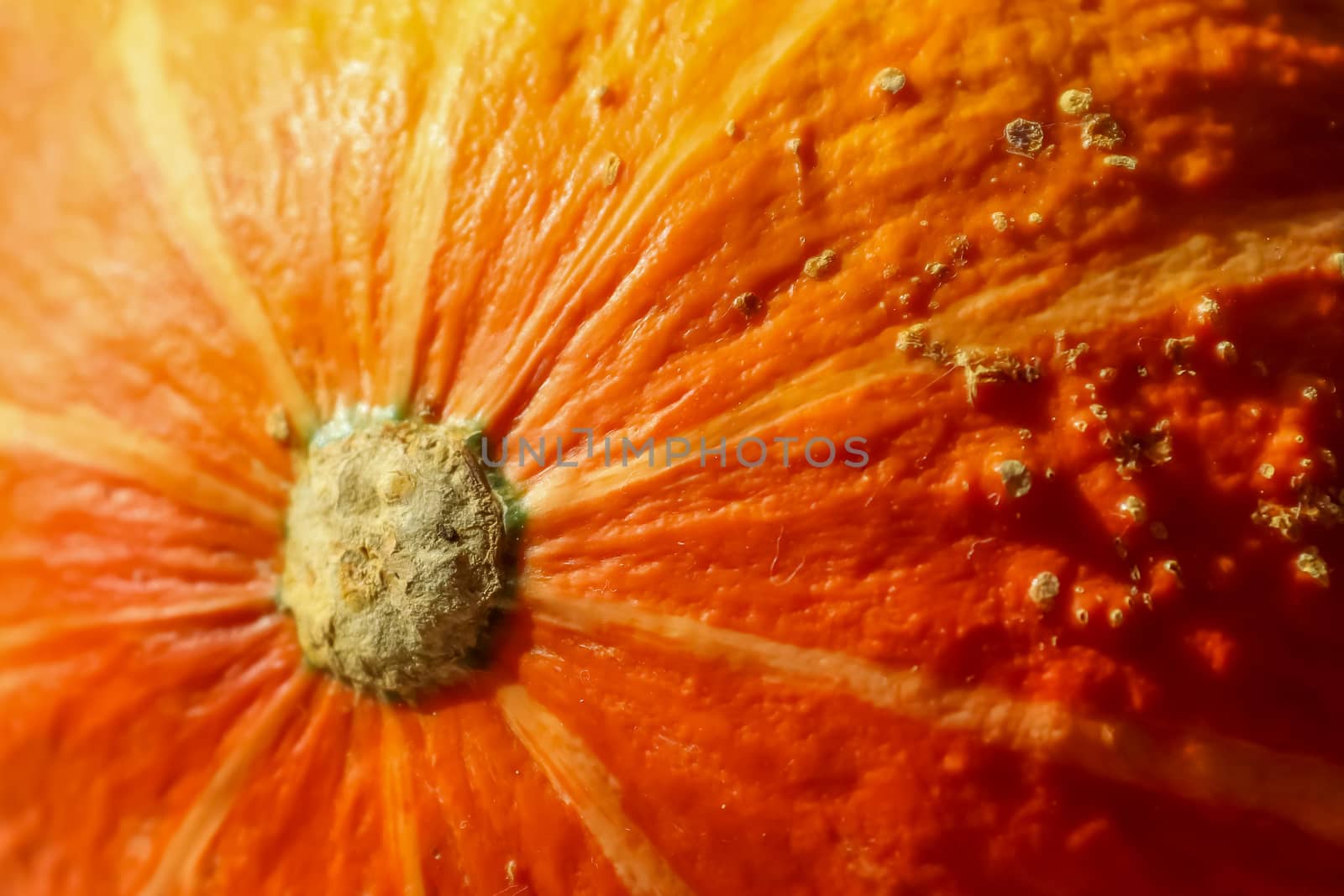 Beautiful orange pumpkin on a wooden background during helloween by MP_foto71