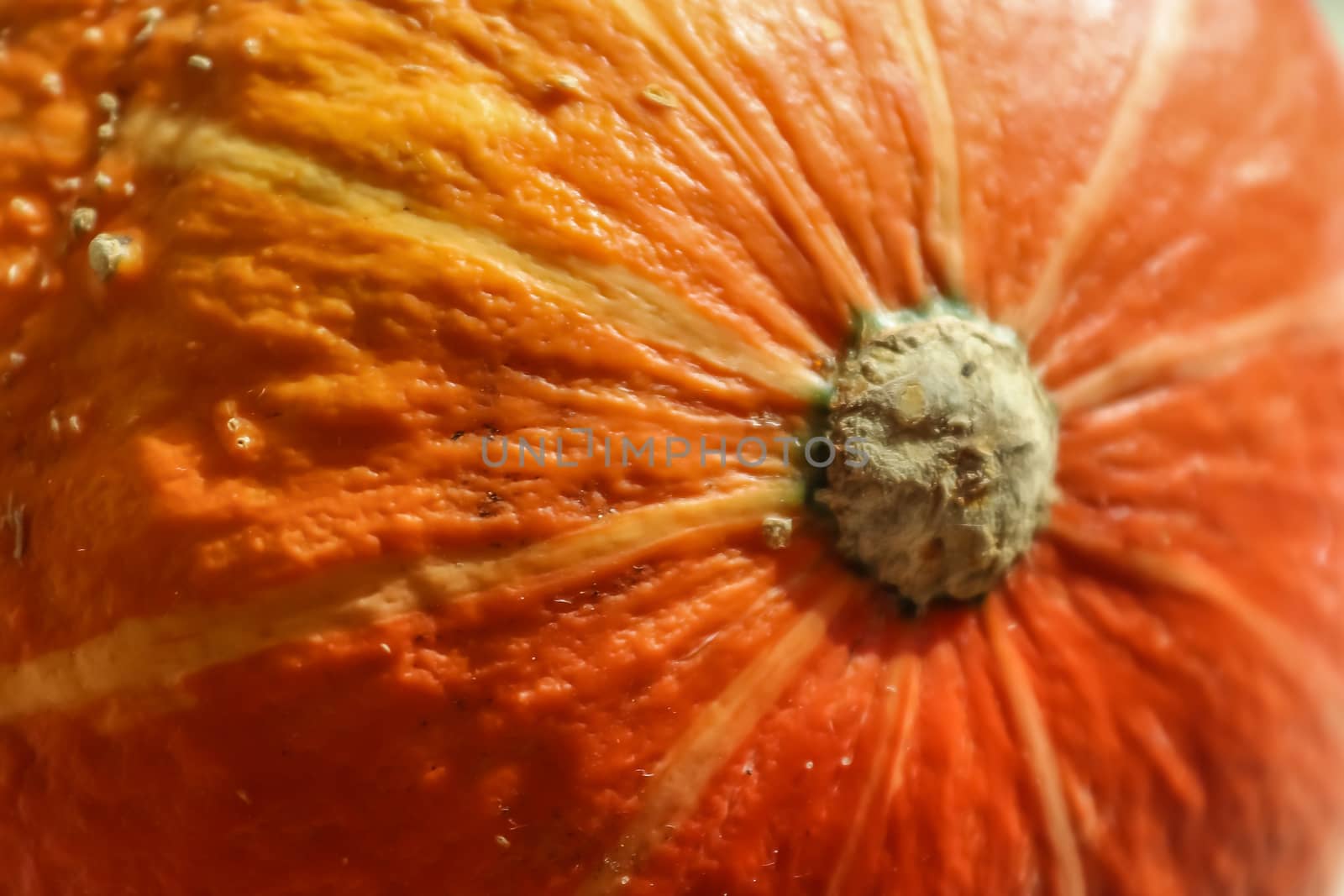 Beautiful orange pumpkin on a wooden background during helloween by MP_foto71