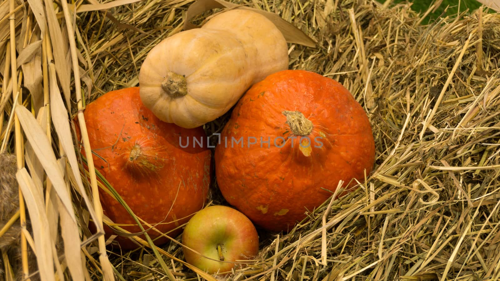 Several pumpkins and an apple lying on a straw