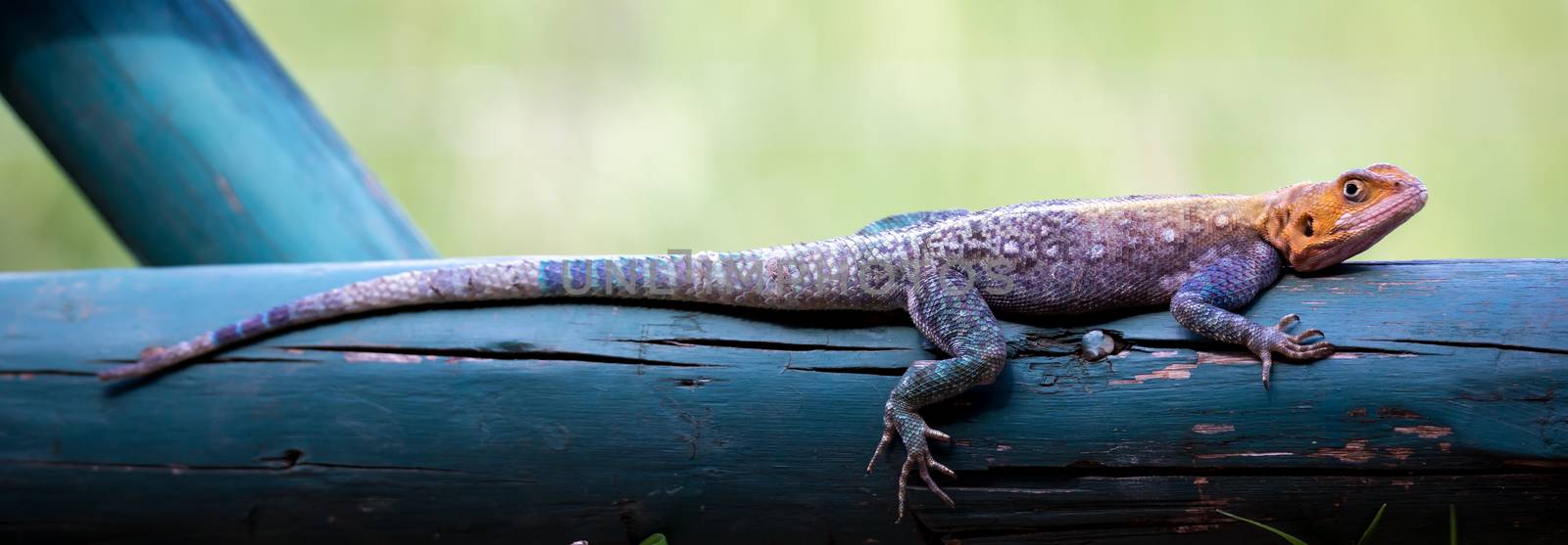 One small colorfull lizard is watching you