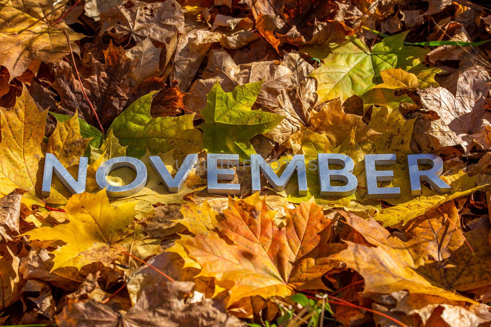the word november laid with metal letters over yellow autumn fallen leaves - closeup with selective focus.