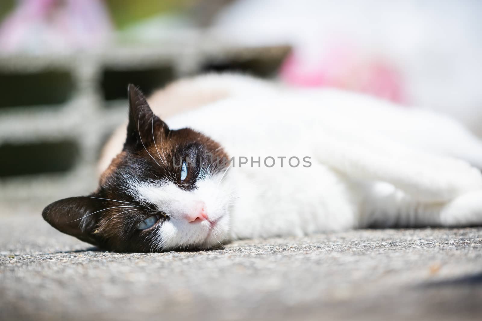 siamese ragdoll crossbreed cat resting in the sun on a terrace  by AtlanticEUROSTOXX