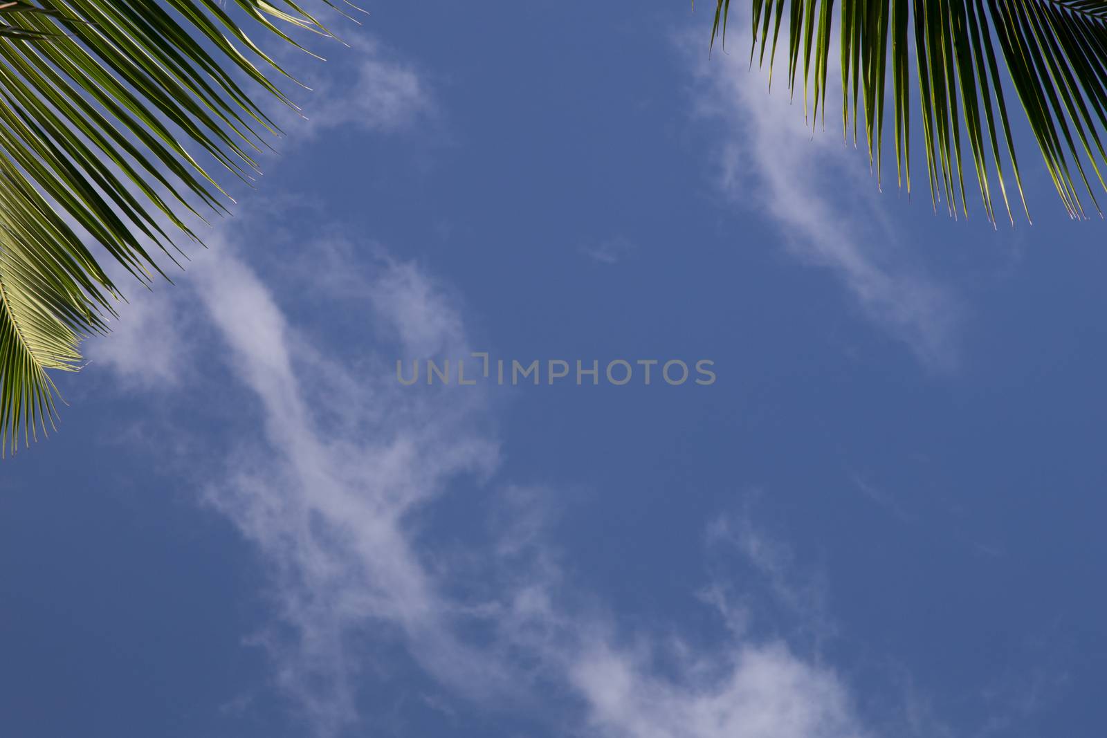 Frame with a blue sky and palm leafes