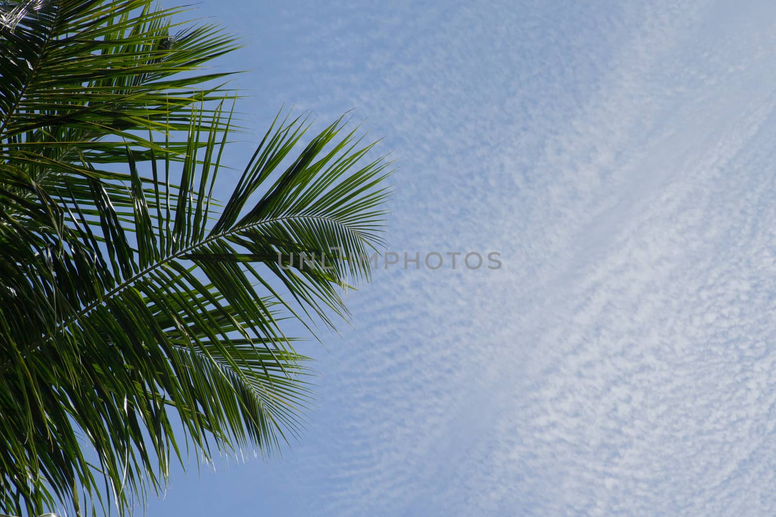 Bly sky with clouds and a green palm leave