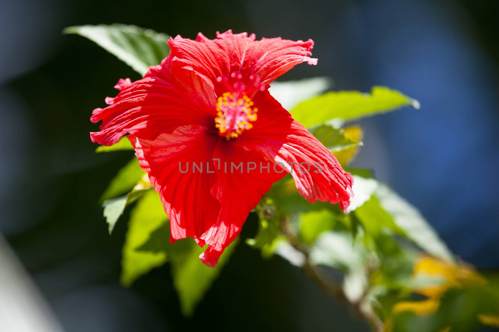 Red exotic flower with green leaves in a garden on an island