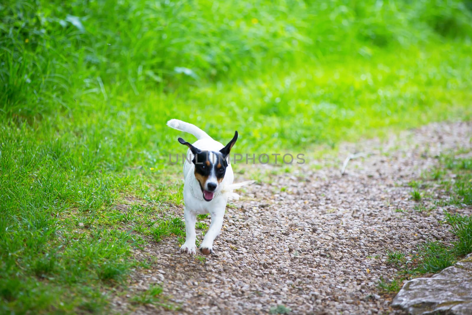 One small dog is playing on a green meadow