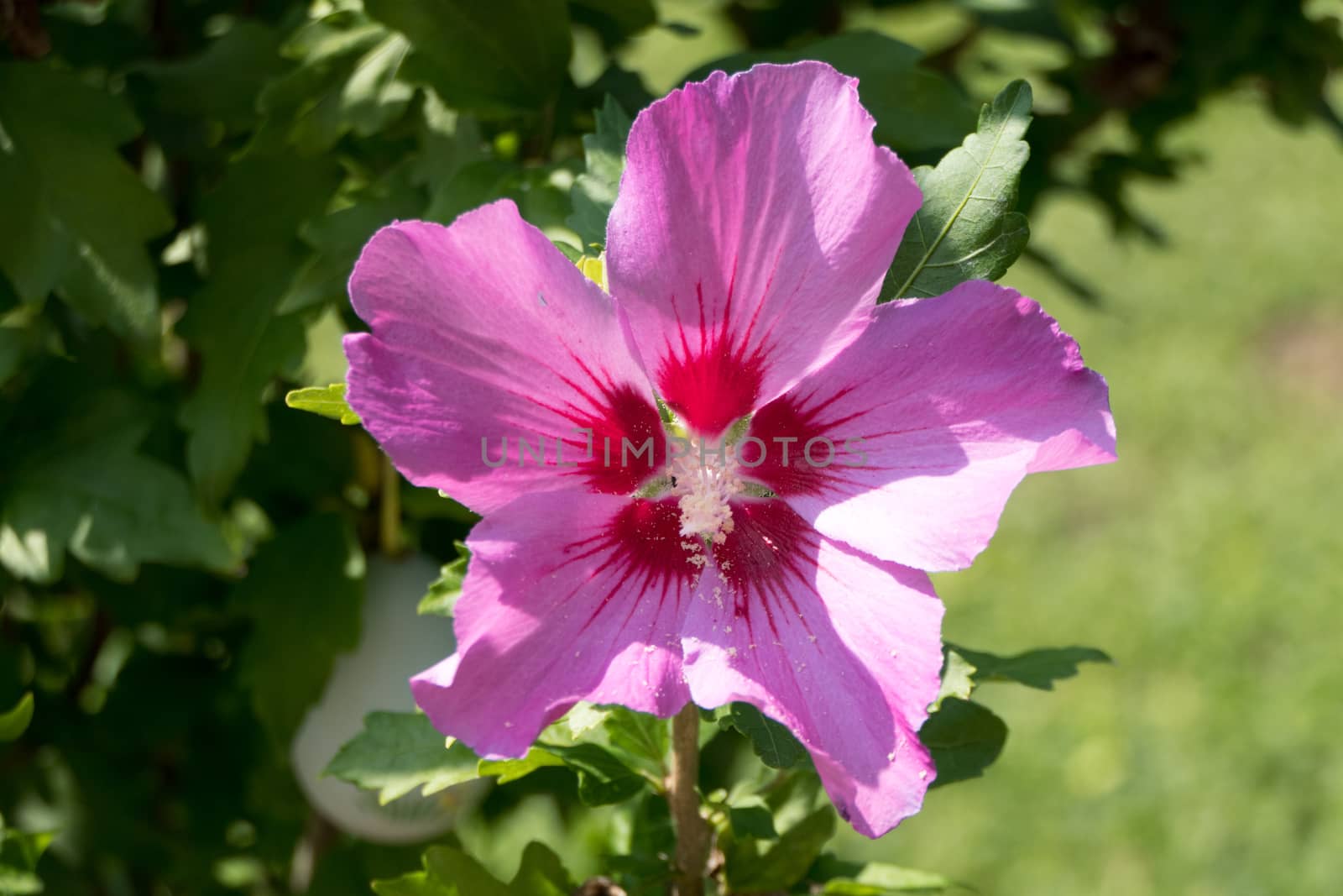 One beautiful pink flower surrounded by green branches
