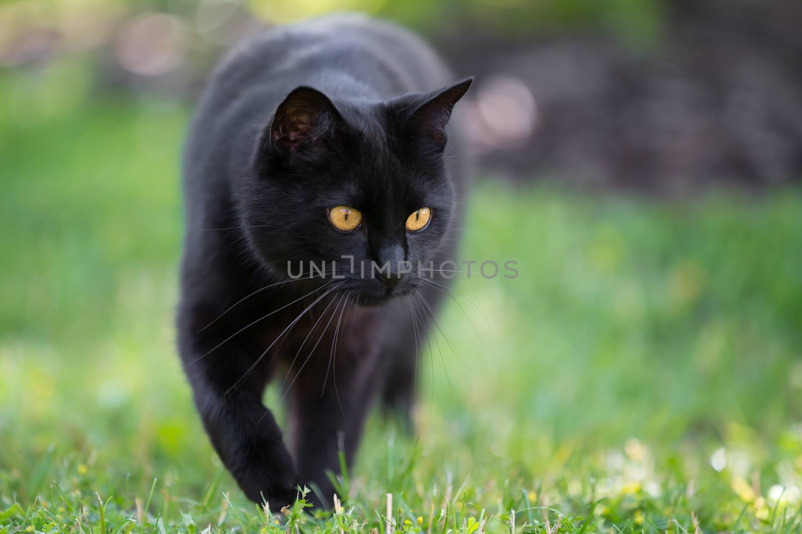 Black cat is walking