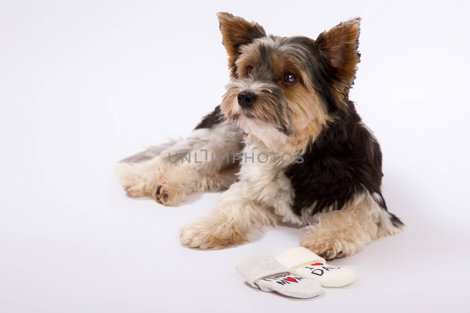 A Studio shot of small dog on a white background