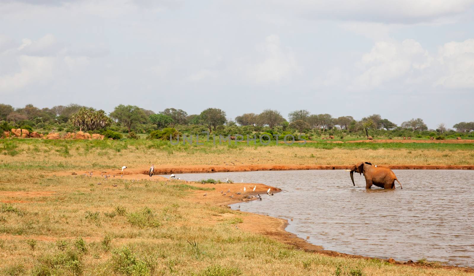 One red elephant bathes in the waterhole with a lot of birds on this shore