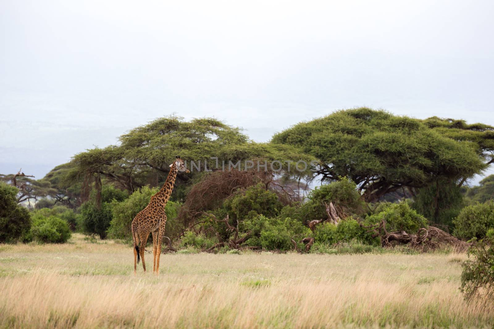 A giraffe is walking in the savannah between the plants