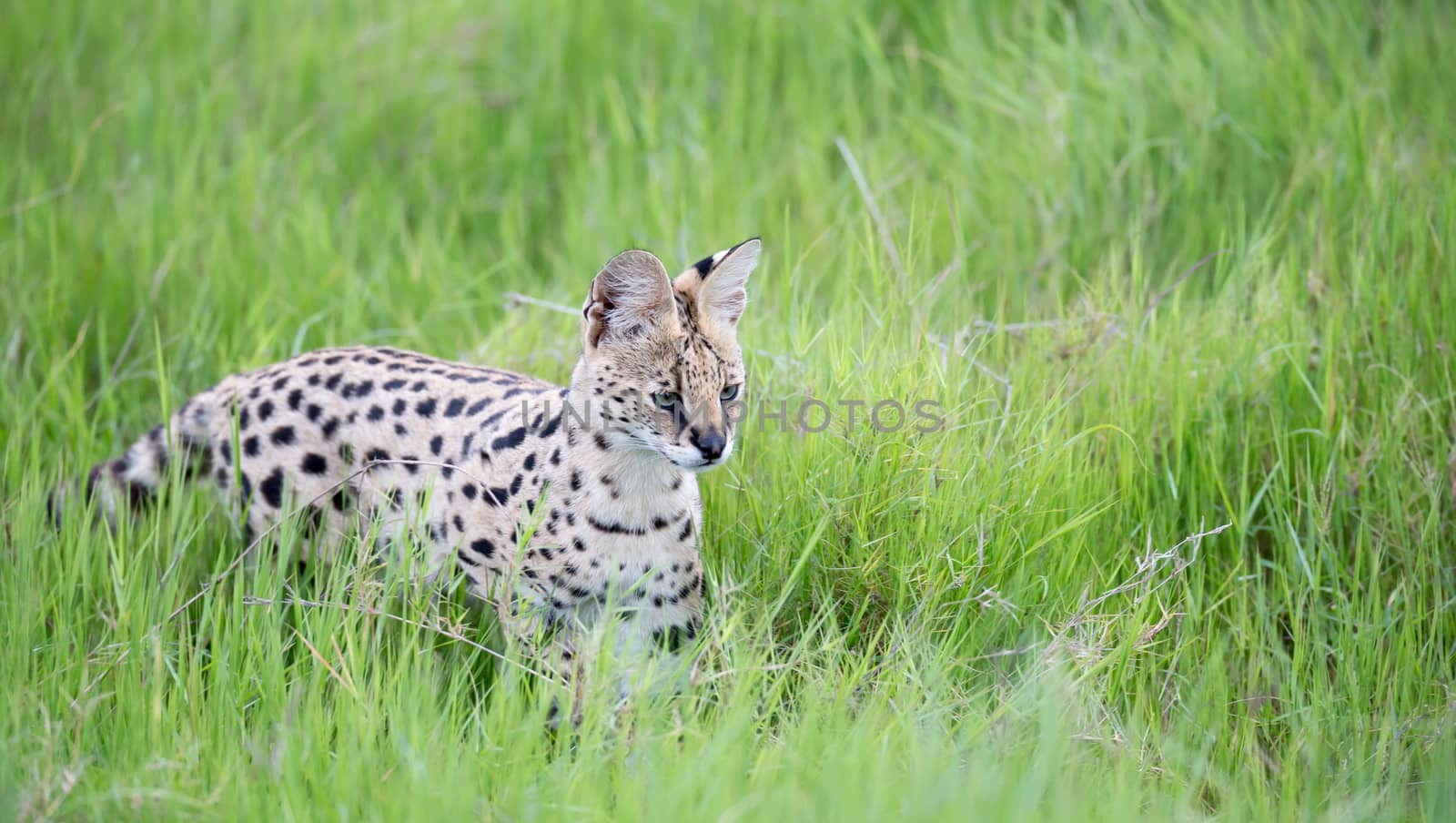 A serval cat in the grassland of the savannah in Kenya