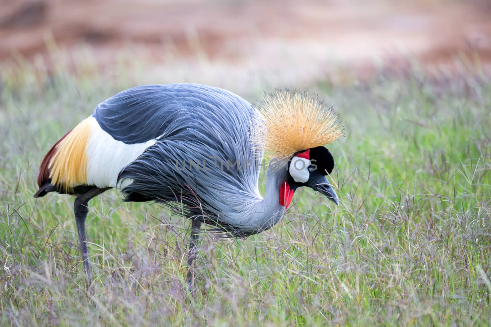 A colorful bird in the savannah of Kenya