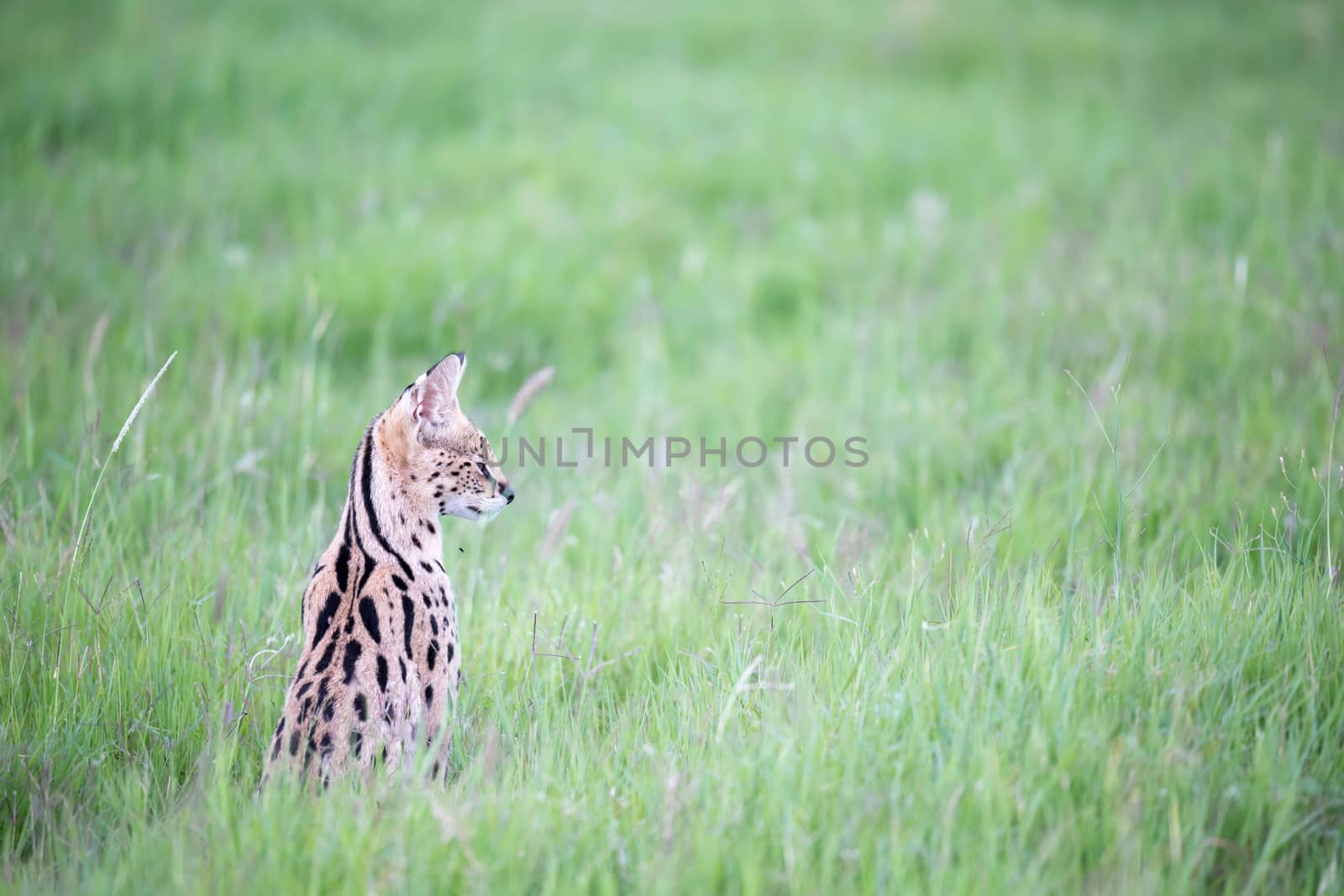 A serval cat in the grassland of the savannah in Kenya