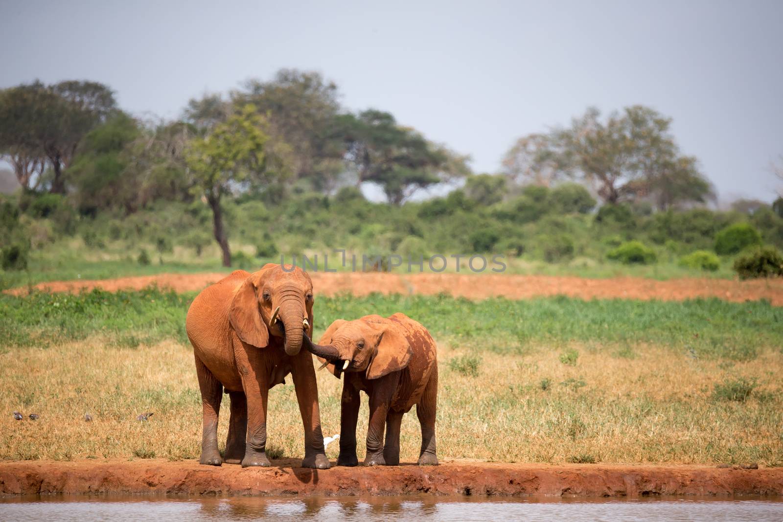 A elephants family drinking water from the waterhole
