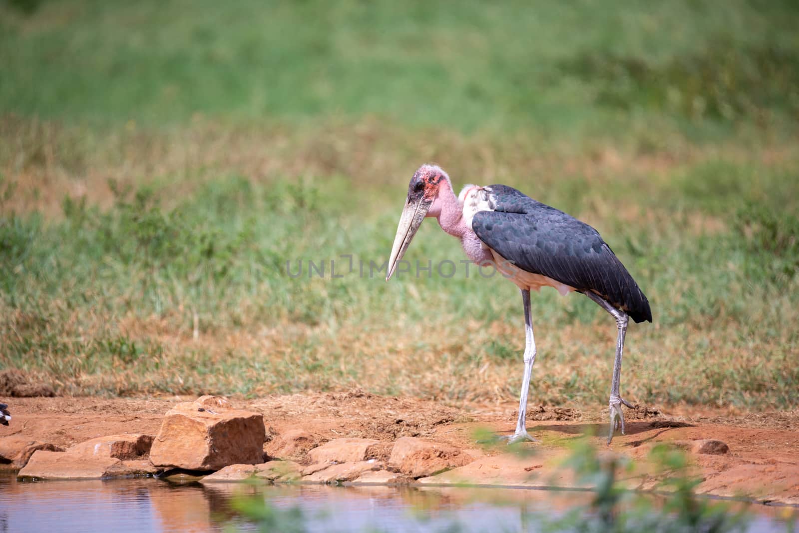 A marabu bird is standing in the near of waterhole