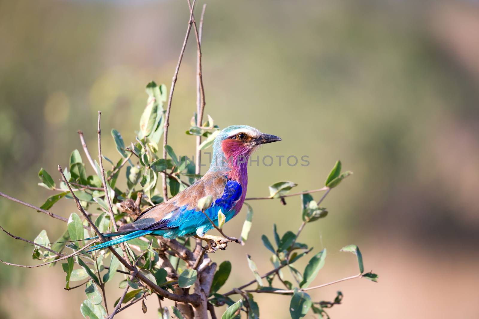 A very colorfull bird is sitting on the tree in the savannah in Kenya