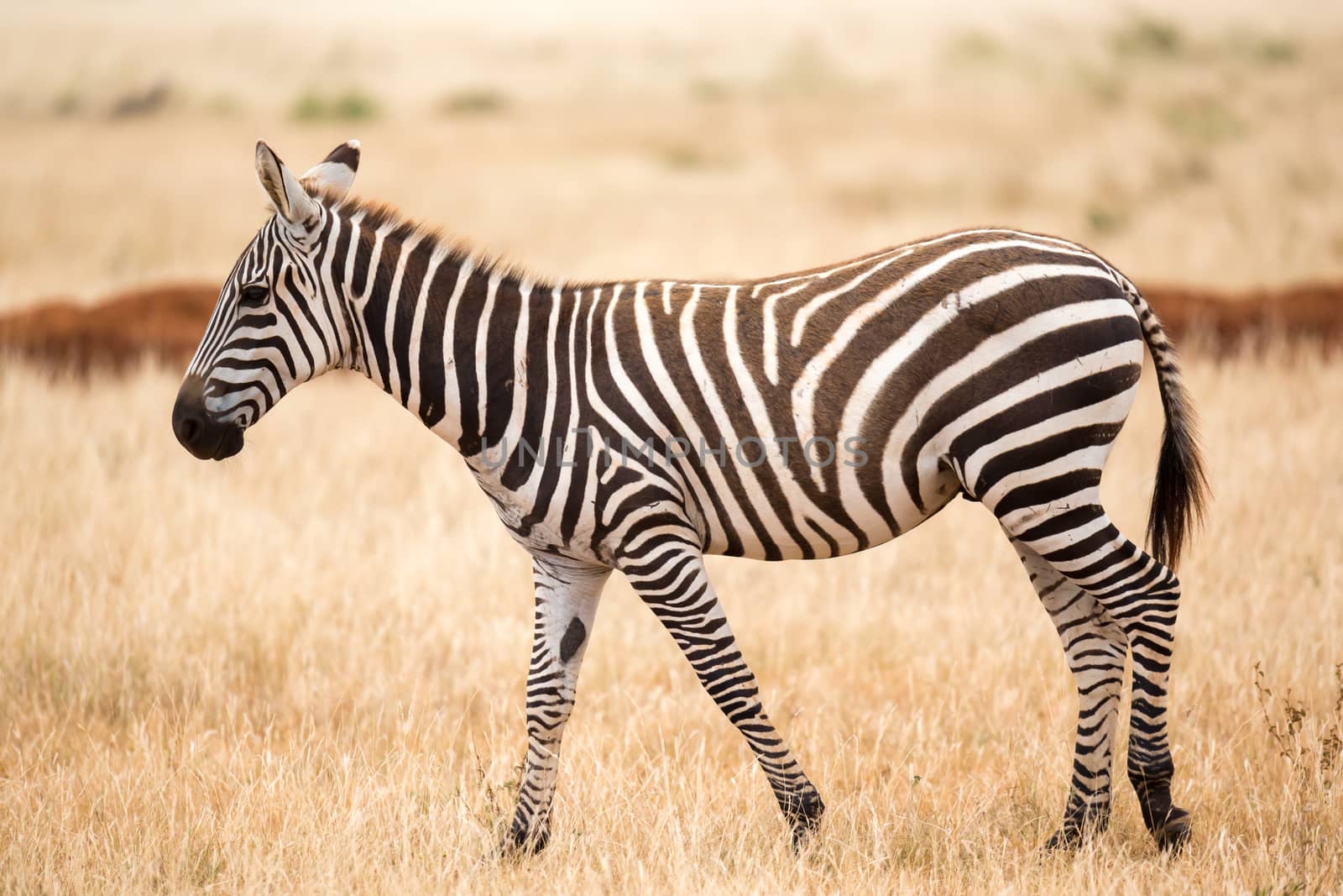 Zebra standing or walking throught the grassland