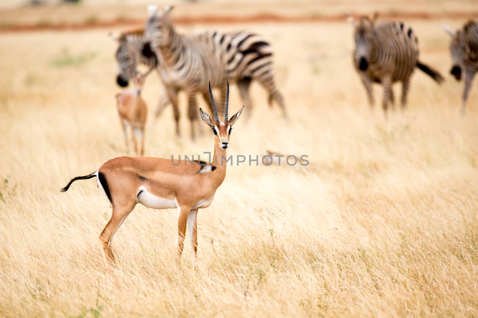 One antelope and some zebras in the savannah of Kenya