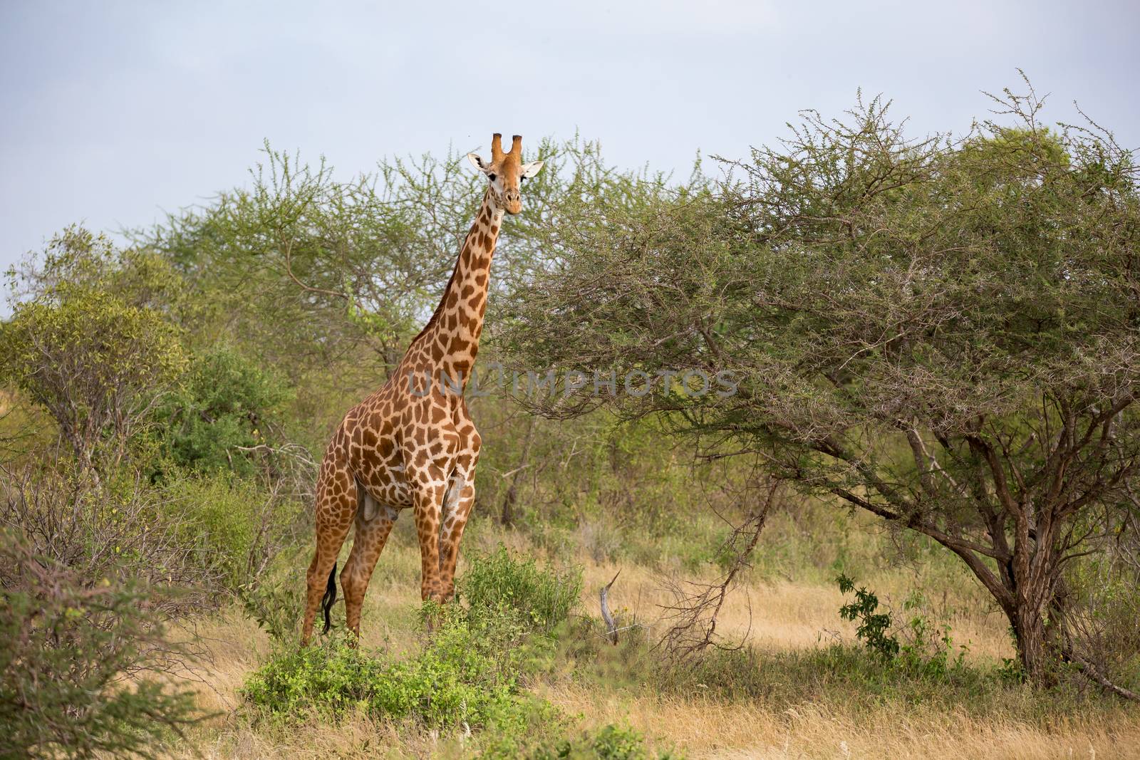 One giraffe is standing between the bush in the savannah