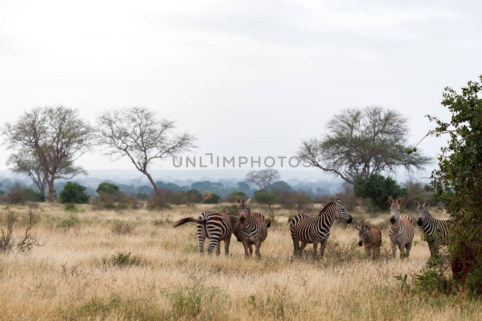 A lot of zebras are standing in the grass and between the trees