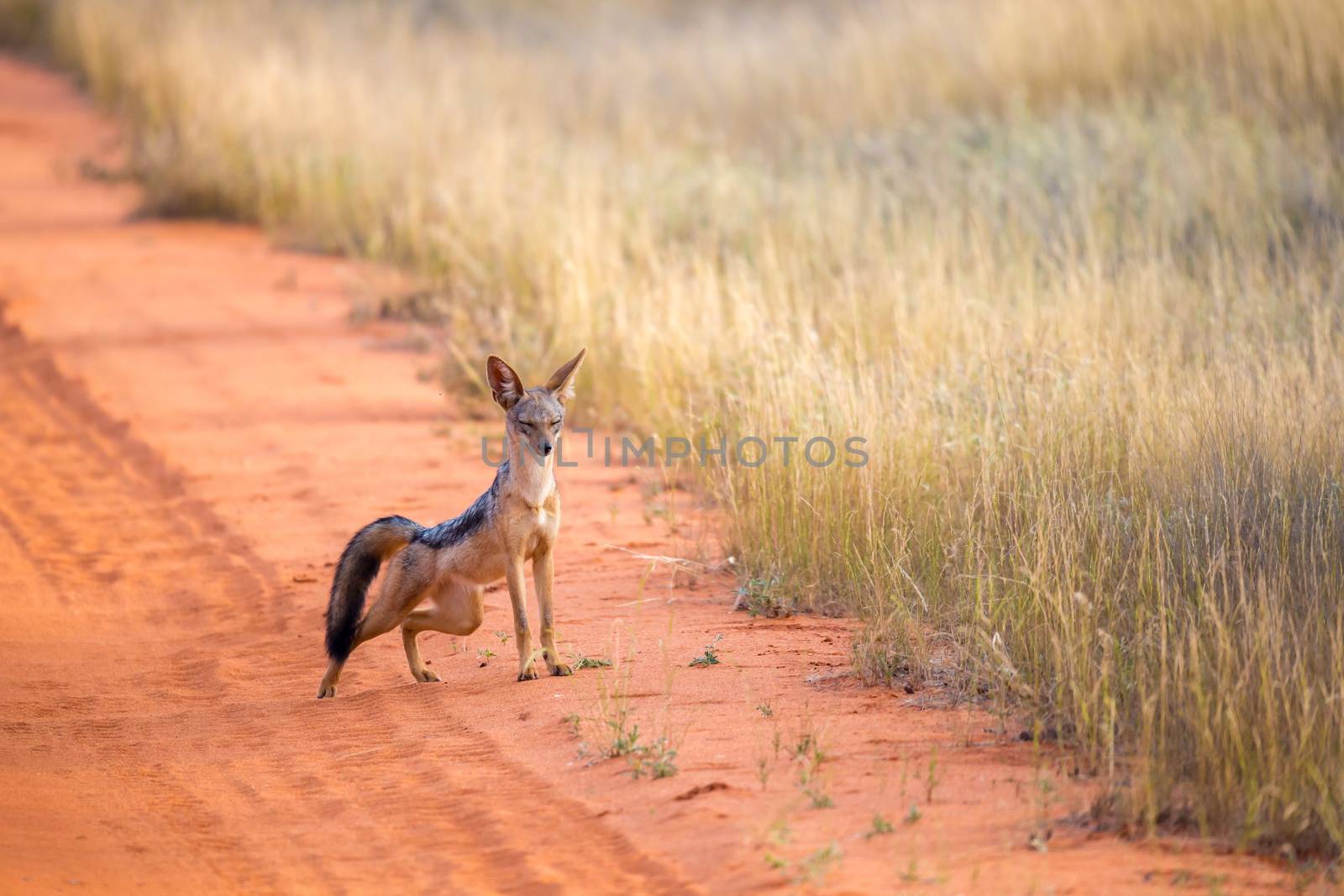 Jackal on the road in the savannah are posing and watching
