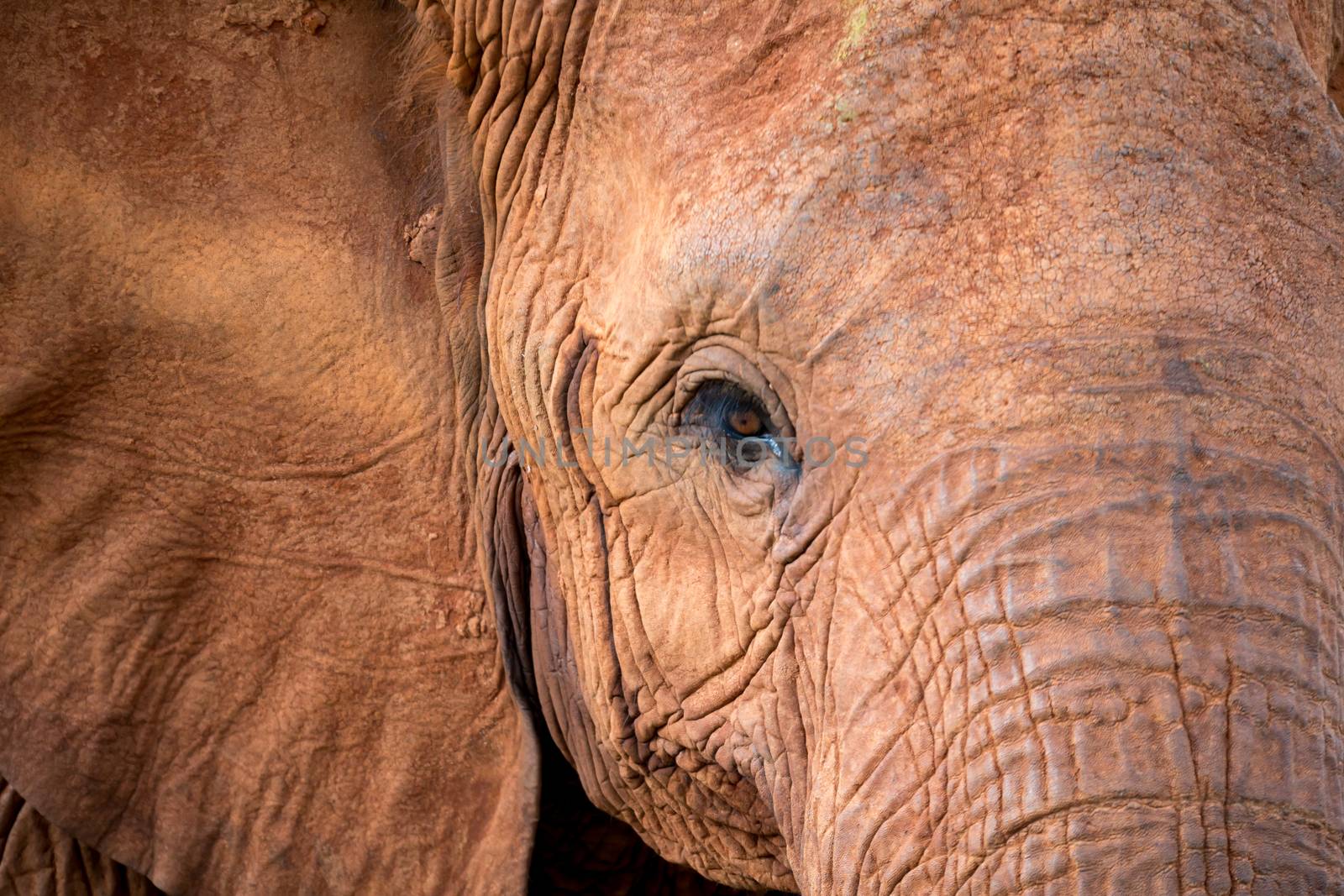 The face of one big red elephant