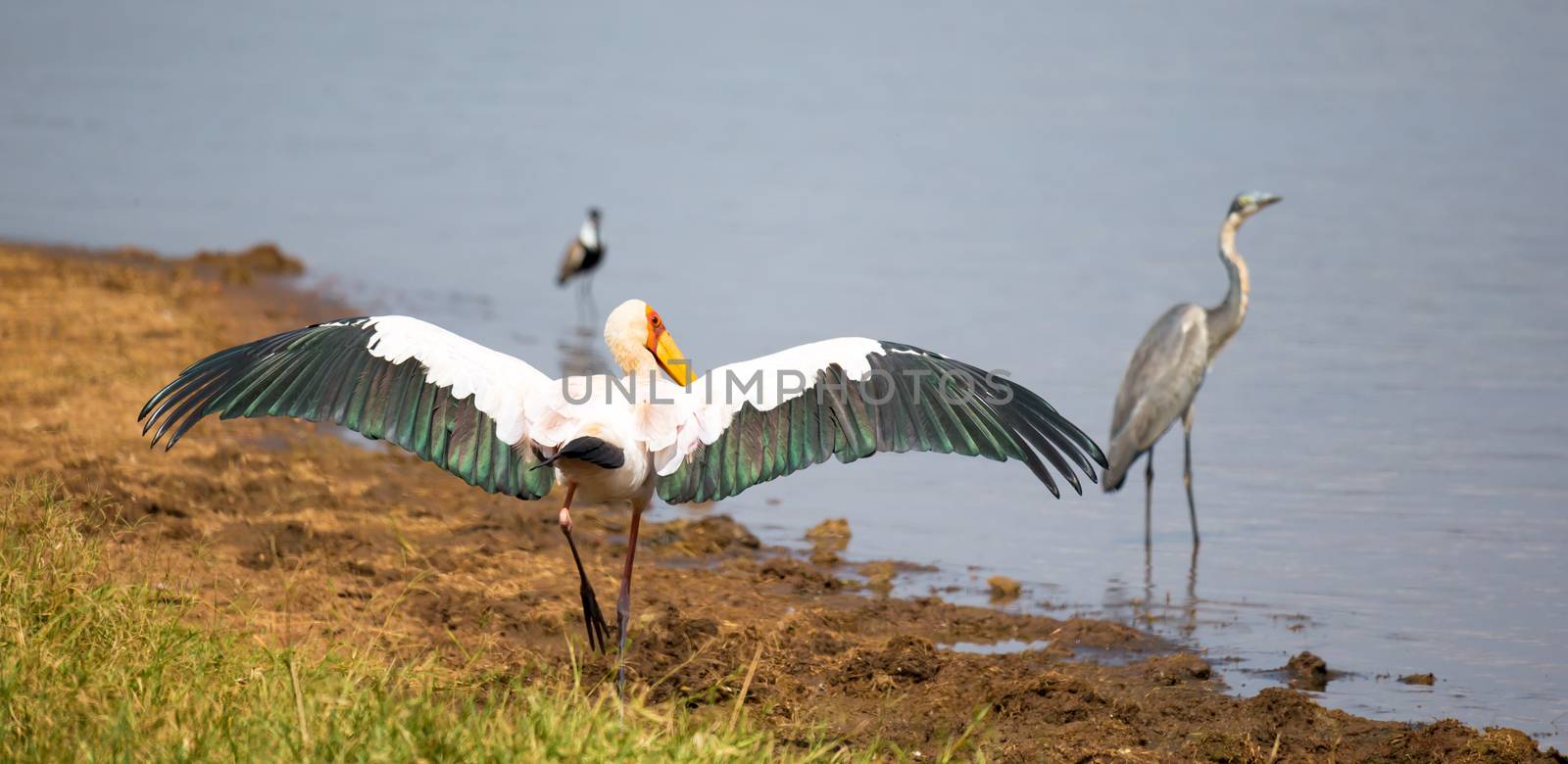 One marabou bird dries his wings at the waterhole