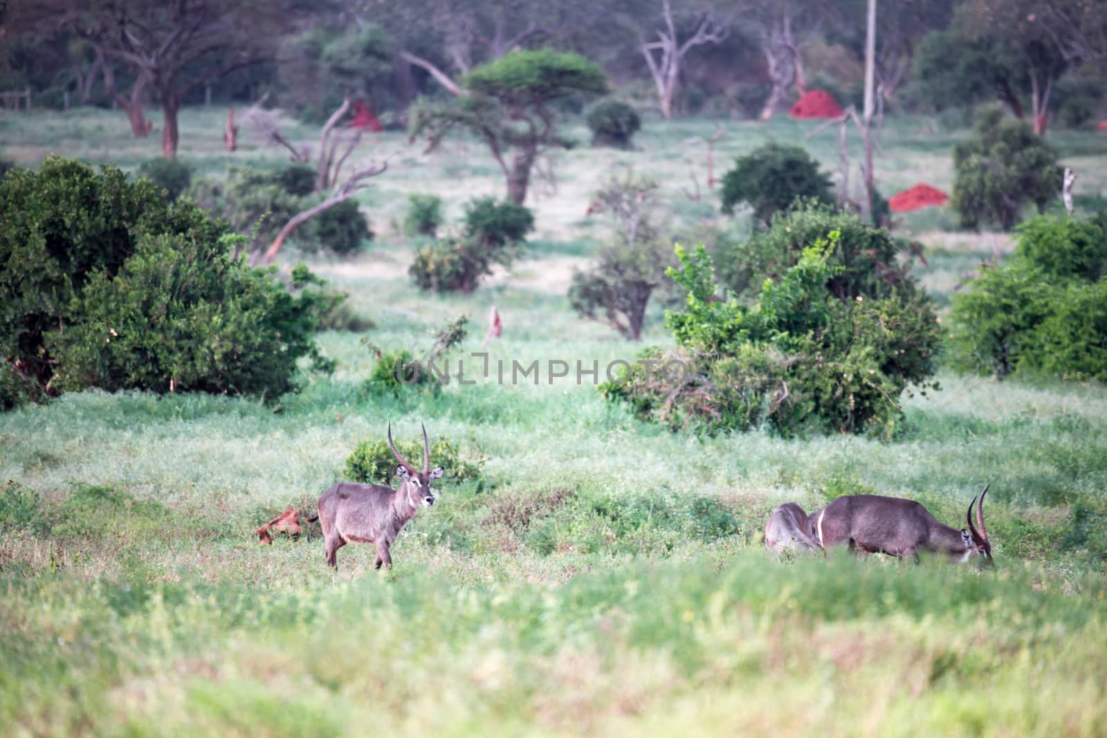 The waterbuck family is sitting in the tall grass