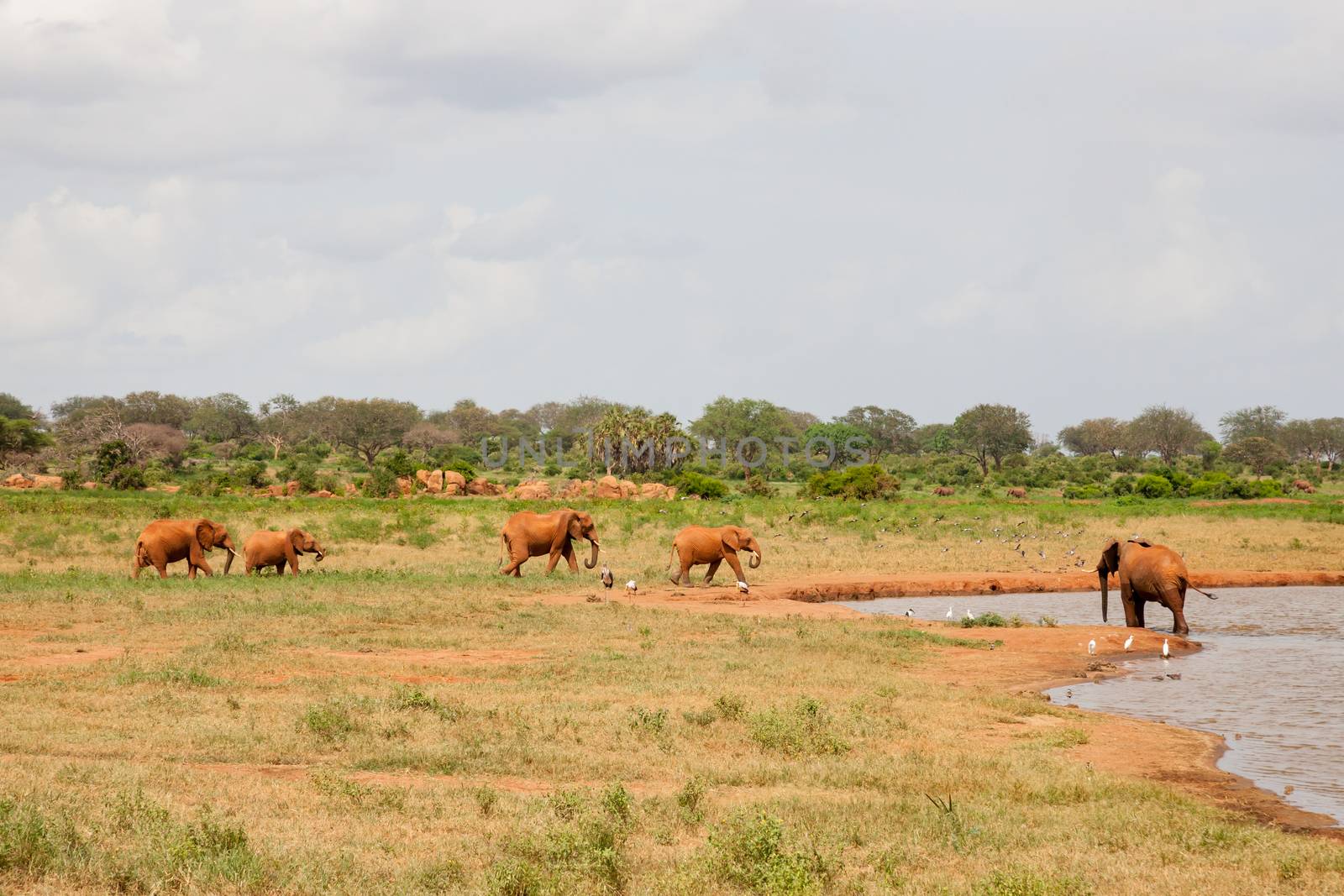 A lot of red elephants are on the waterhole