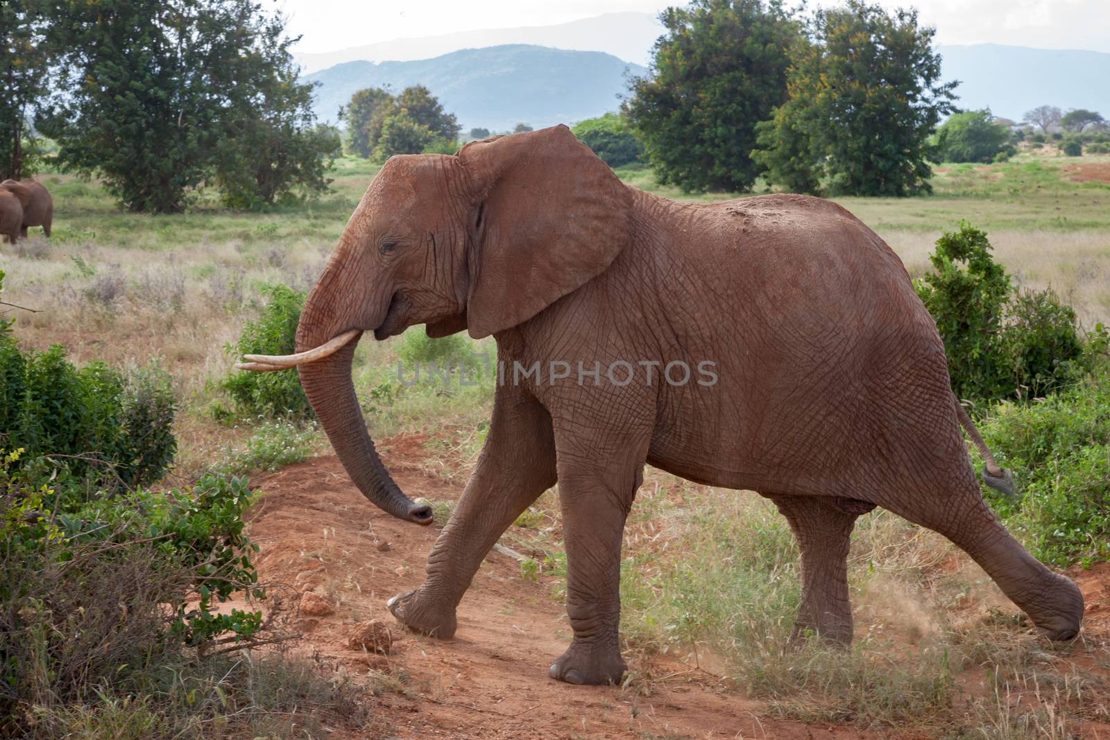 A big elephant is walking in the savannah with a red soil and a lot of green plants