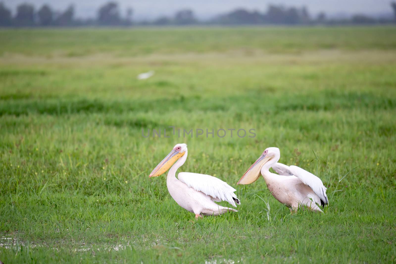 A pelican birds are standing in the green grass