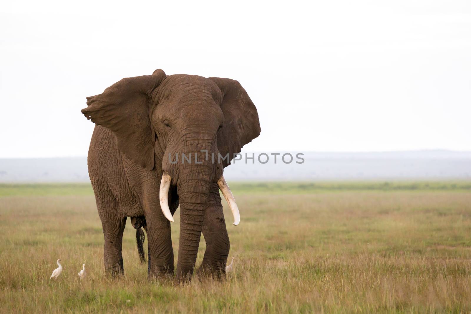 An elephant in the savannah of a national park in Kenya