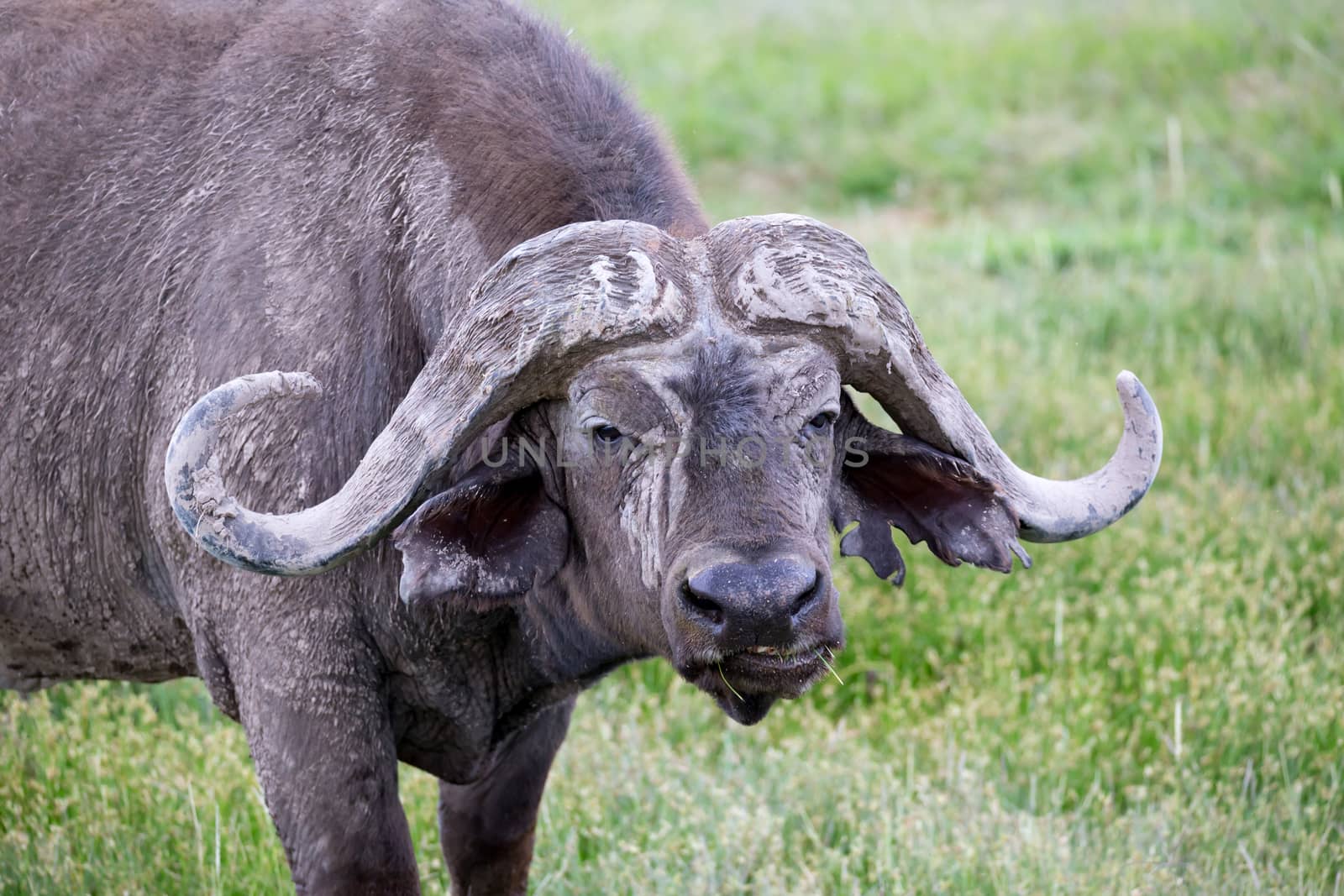 A big buffalo in the grassland of the savannah