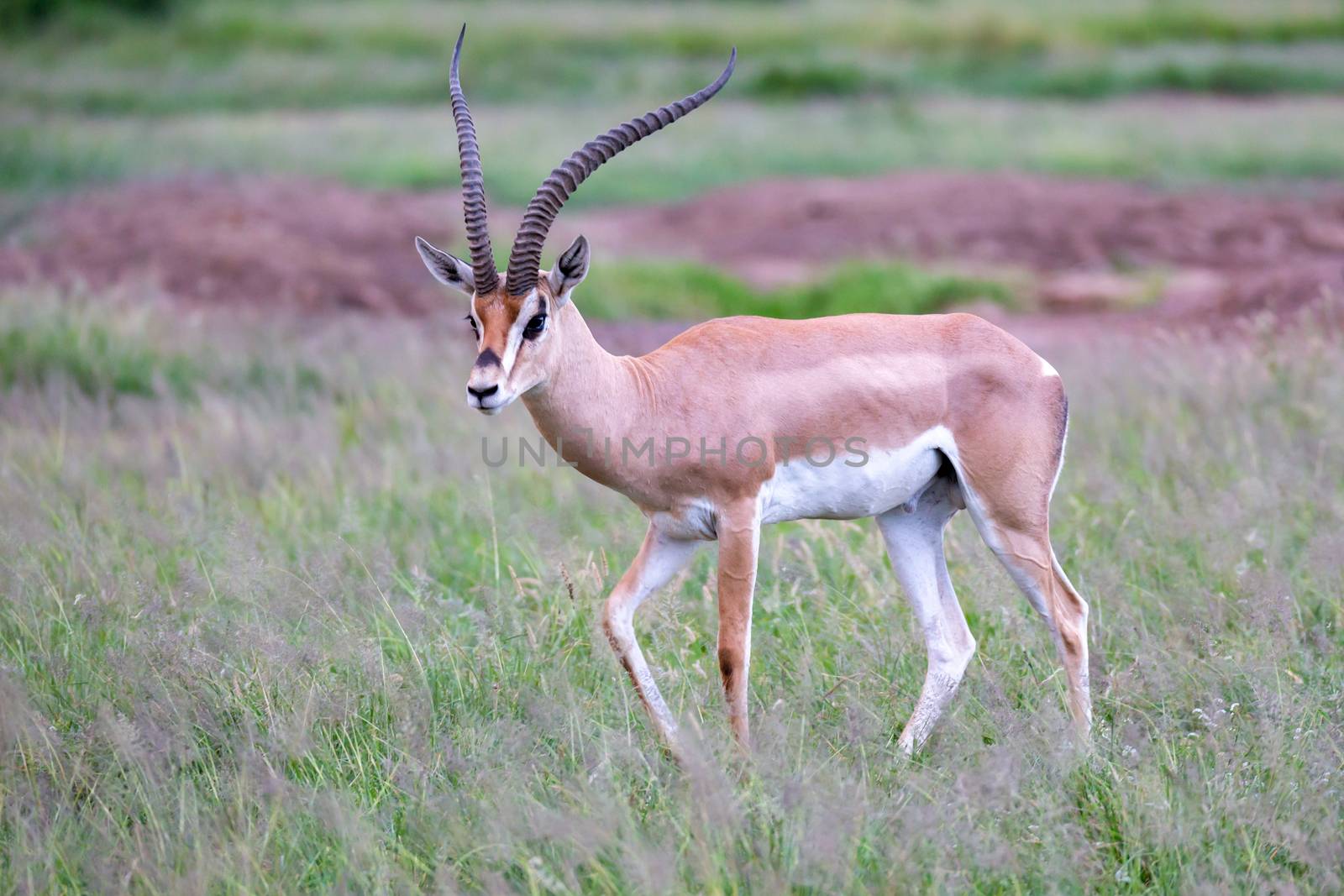 One antelope is standing beween the plants in the savannah