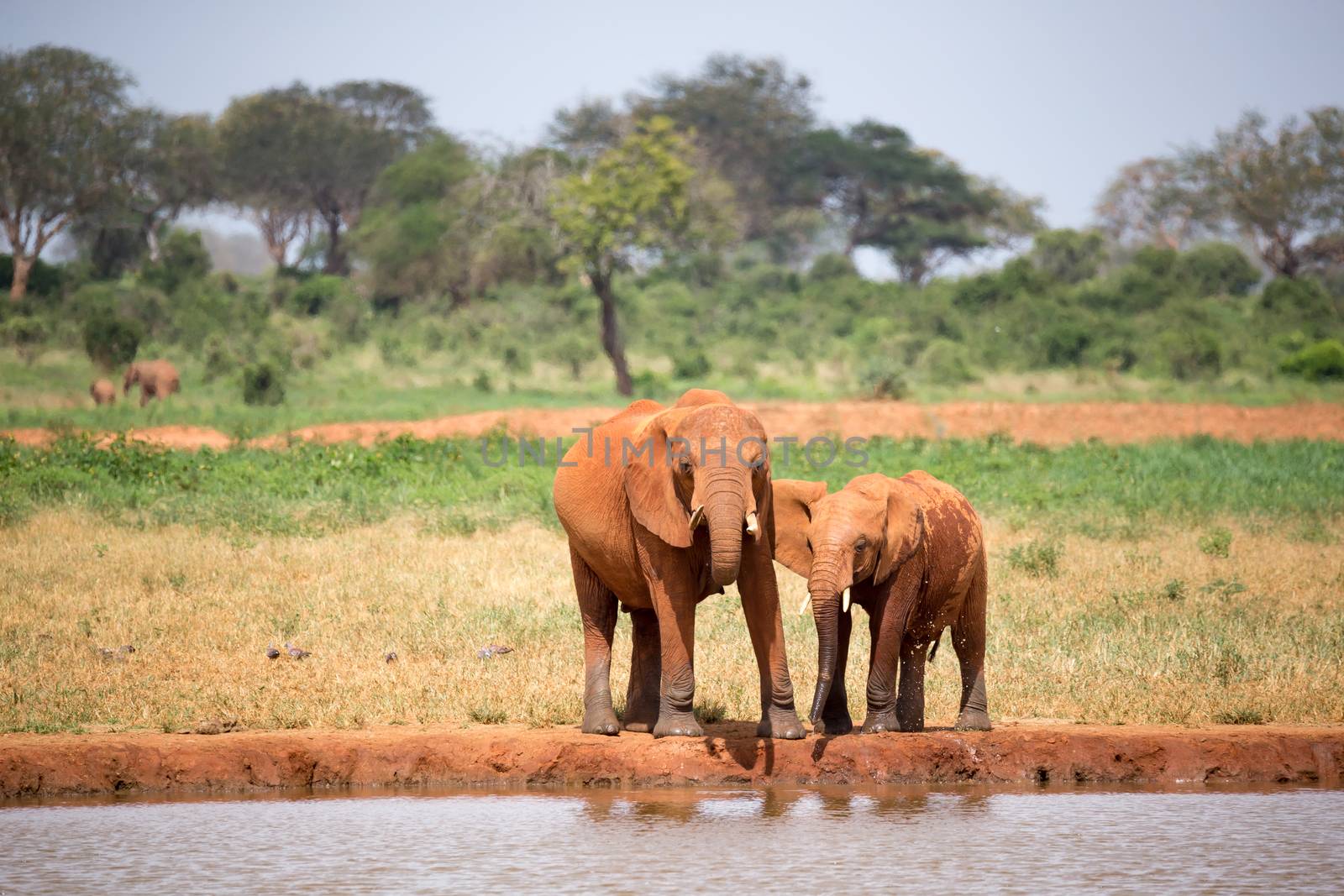 A elephants family drinking water from the waterhole