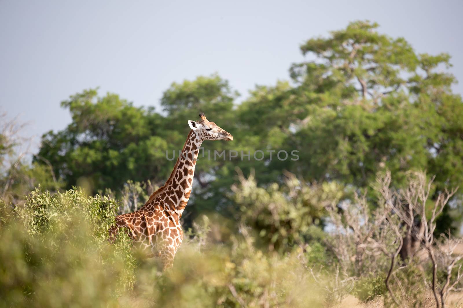Giraffe is standing between the bush and trees in the savannah of Kenya