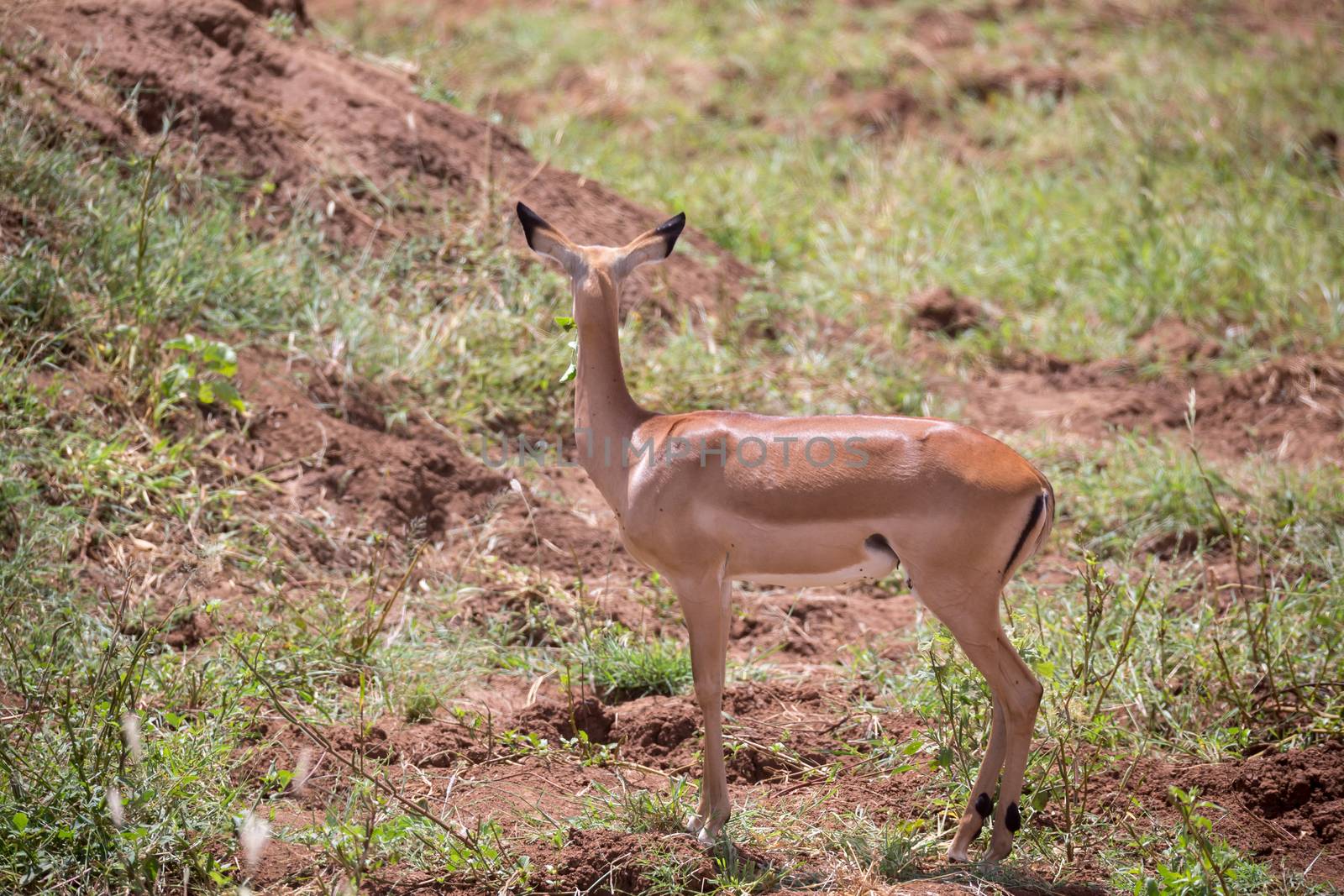 Some antelope in the grassland of the savannah