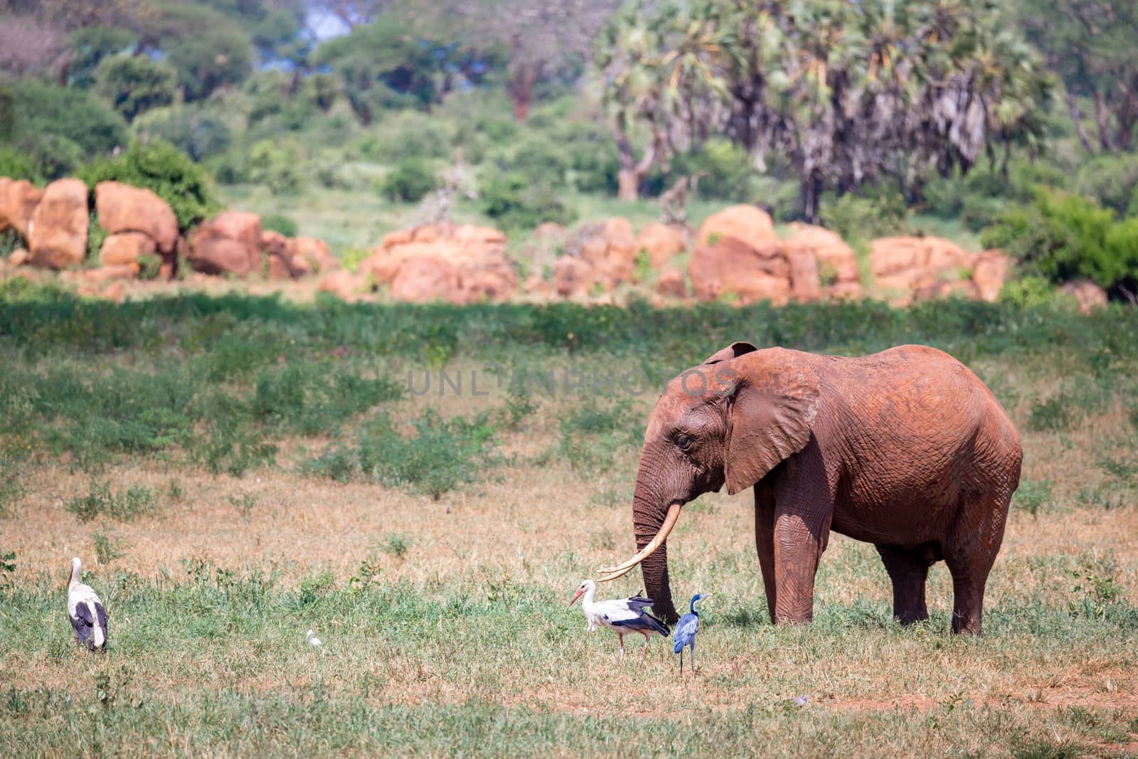 A red elephant is walking in the savannah of Kenya