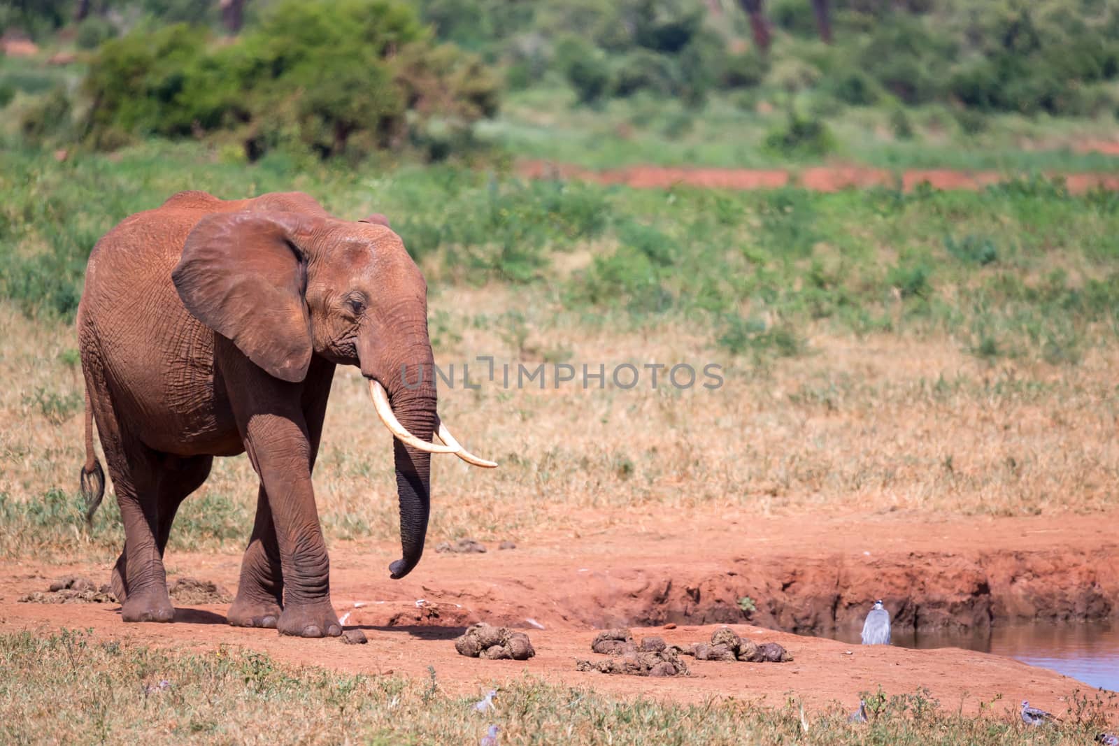 Waterhole in the savannah with some red elephants