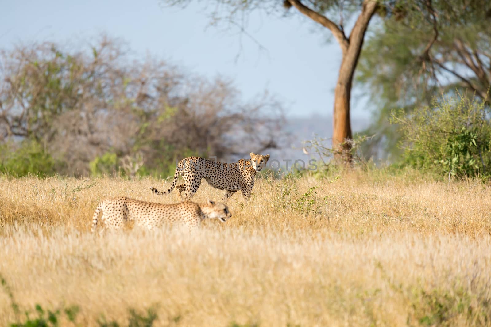 A Cheetah in the grassland of the savannah in Kenya