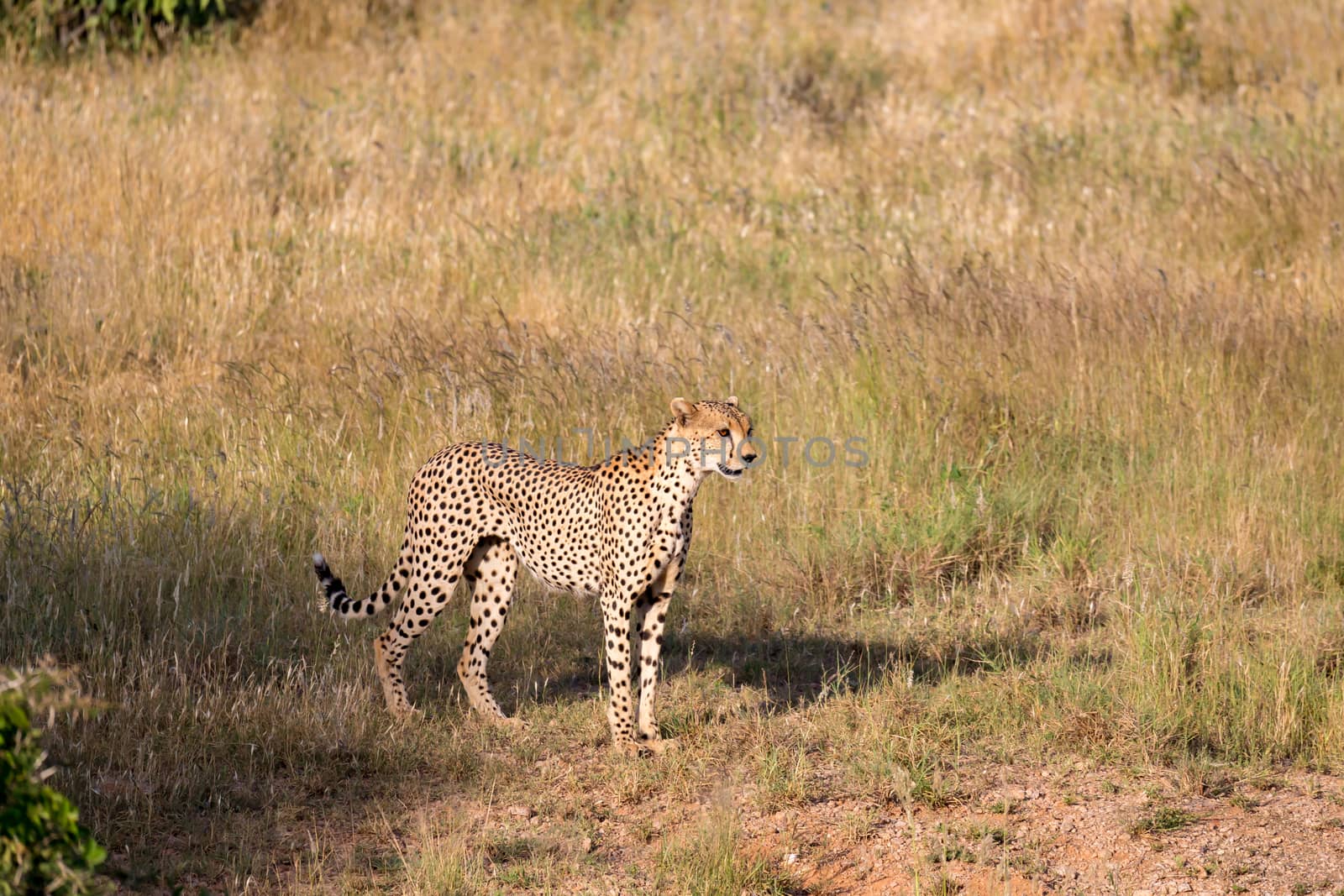 A Cheetah in the grassland of the savannah in Kenya