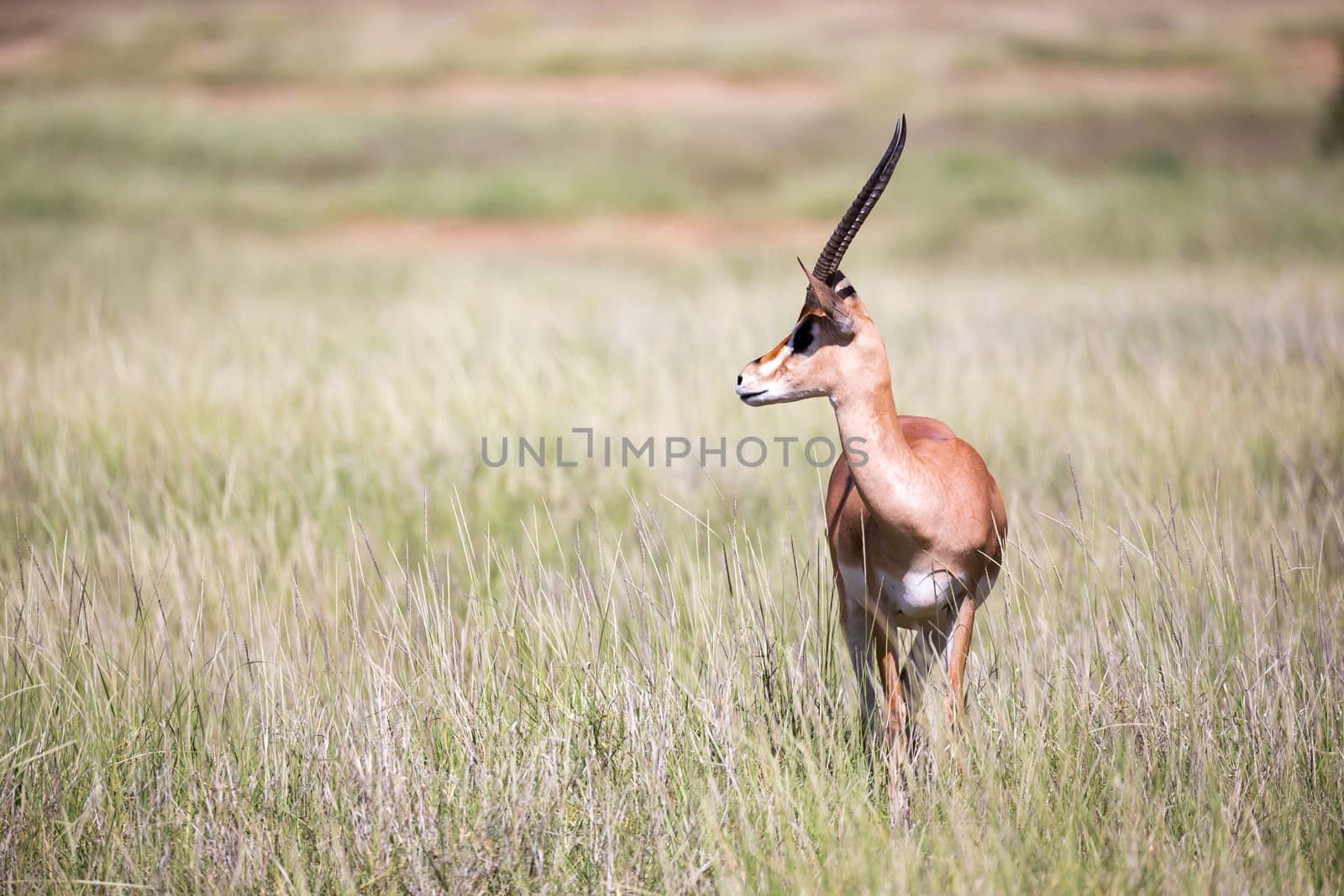 The antelopes in the grass landscape of Kenya