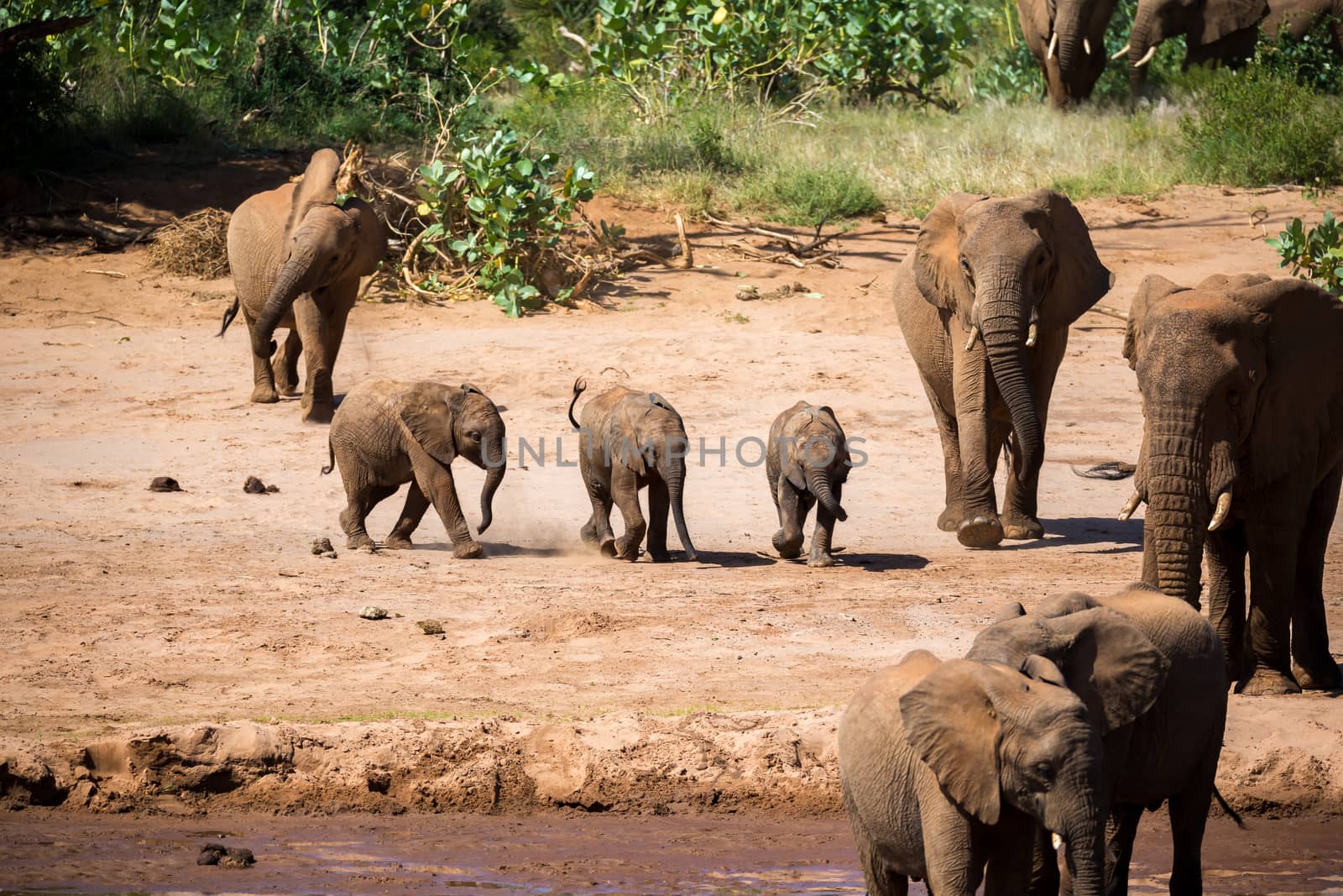 One large elephant family is on the bank of a river