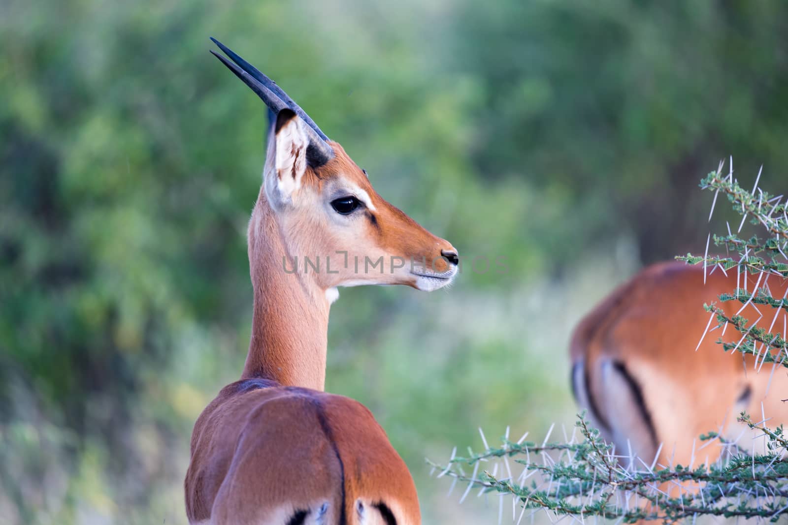 A native species of antelope in the meadow