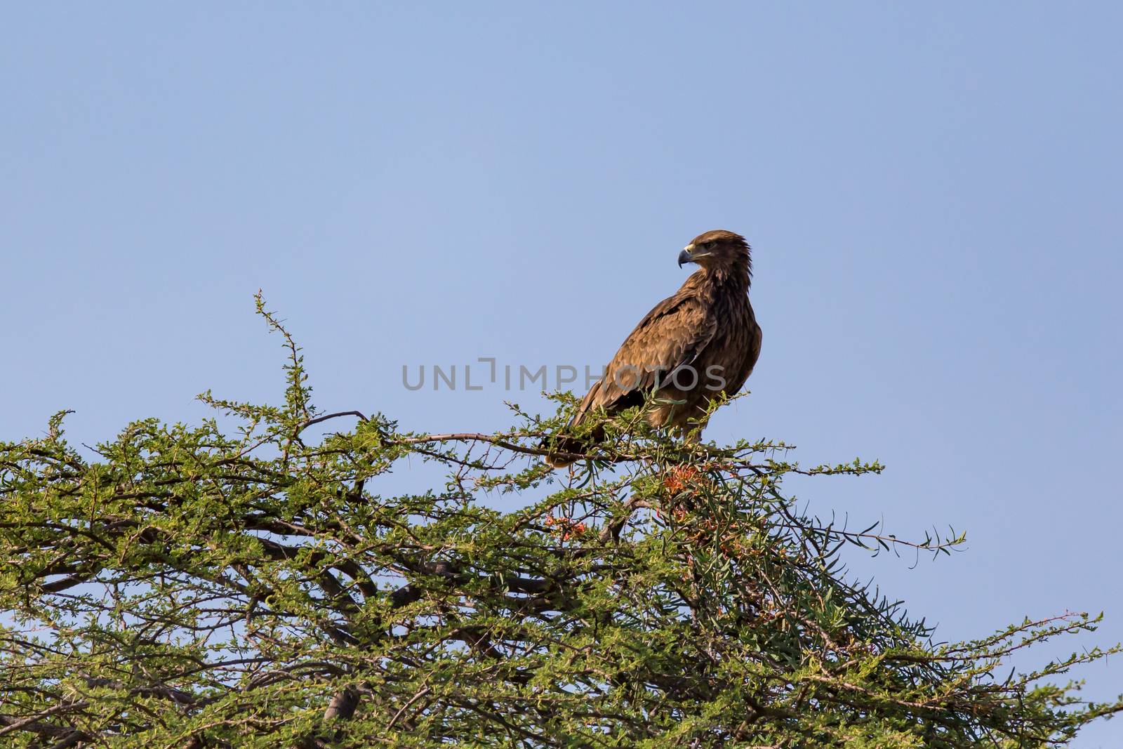 One eagle in the crown of a tree