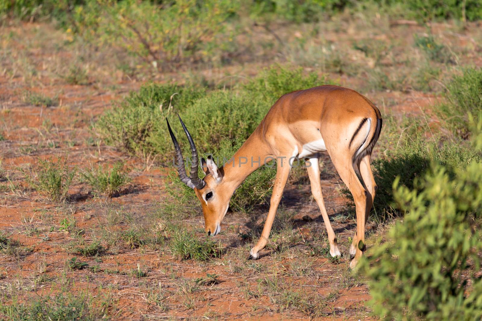 The Impala gazelles grazed in the savannah of Kenya
