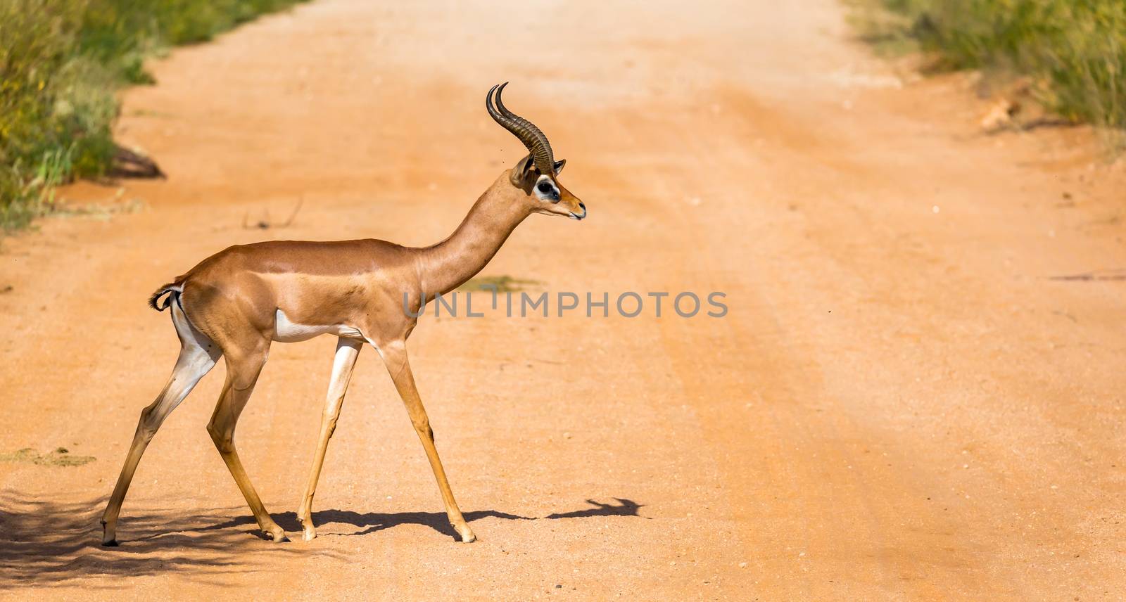 A Gazelle Gerenuk in the savannah of Kenya
