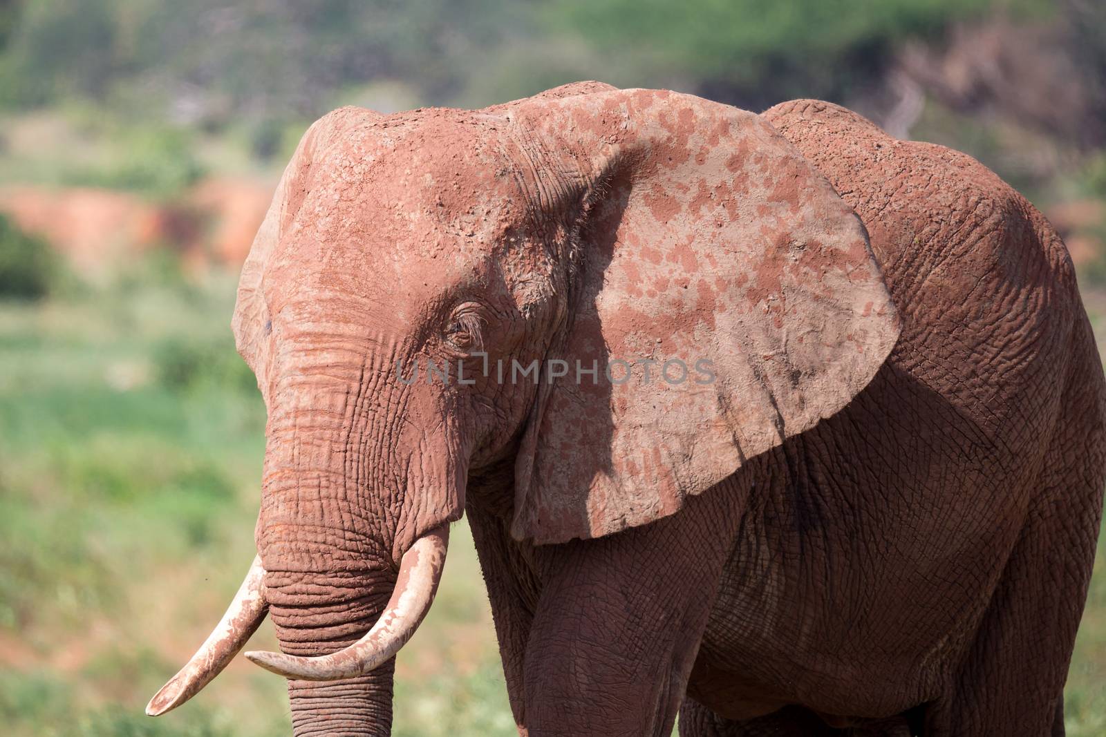 A face of a red elephant taken up close