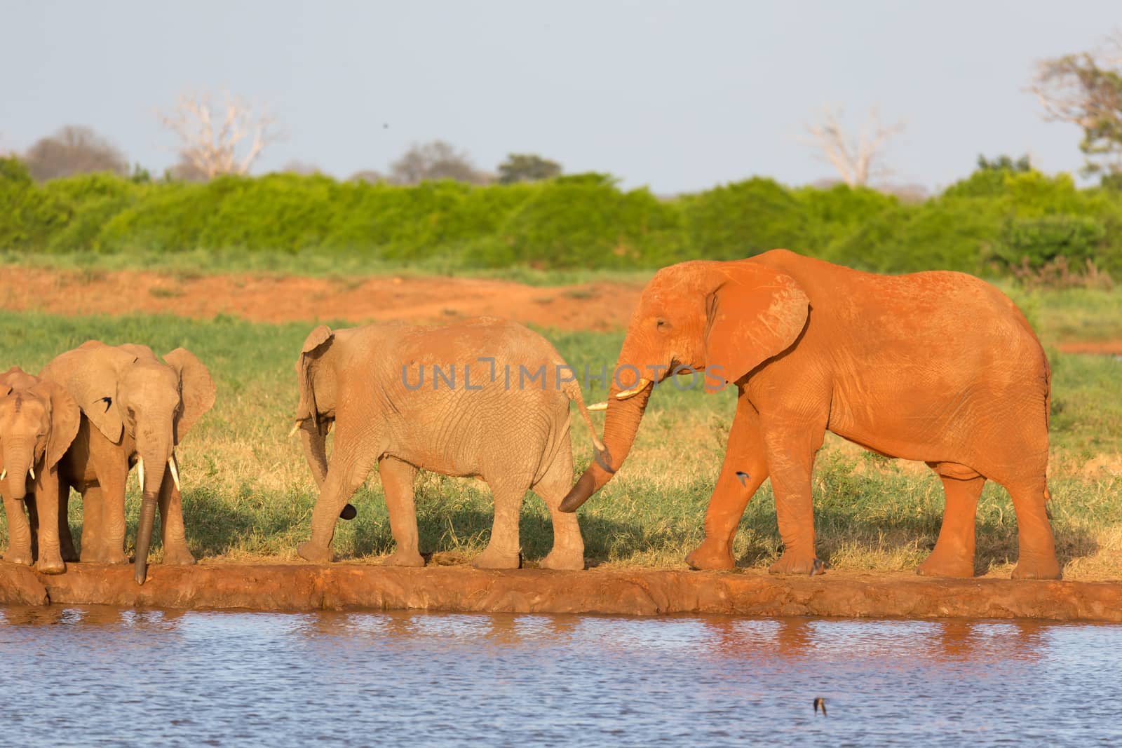 The family of red elephants at a water hole in the middle of the savannah